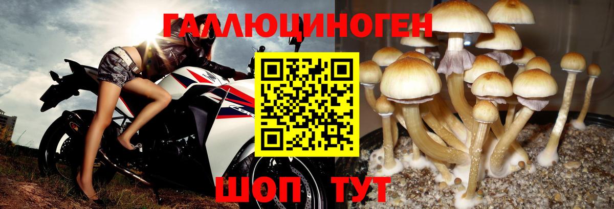 Галлюциногенные грибы Psilocybe  Вход с VPN  Псилоцибиновые грибы ЛСД  Спасск-Дальний 